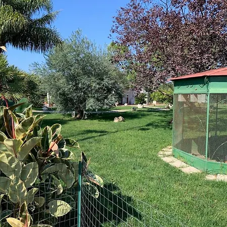 Ricciardulli *